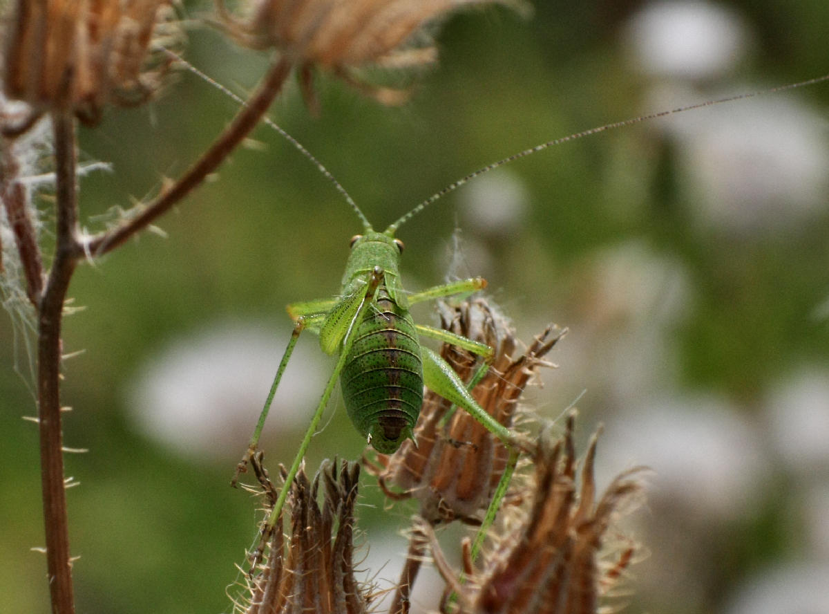 ninfa - Tettigonia viridissima ?